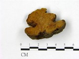 學名:Phellinus baumii