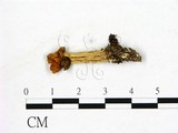 學名:Helvella lacunosa