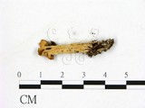 學名:Helvella lacunosa