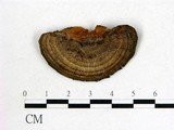 學名:Coriolopsis telfarii