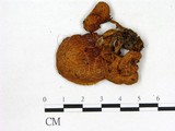 學名:Flammulina velutipes