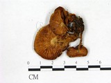 學名:Flammulina velutipes