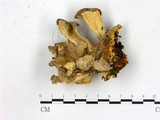 學名:Grifola frondosa