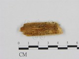 學名:Mycoacia pinicola