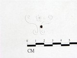 學名:Dicephalospora rufocornea