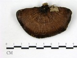 學名:Coriolopsis sp.