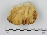 學名:Laetiporus sulphureus