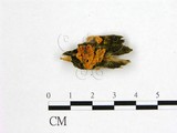 學名:Dacrymyces palmatus