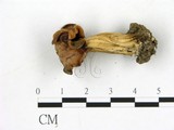 學名:Helvella sp.