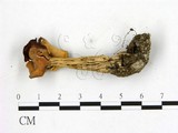 學名:Helvella sp.