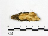 學名:Perenniporia medulla-panis