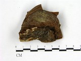 學名:Phellinidium lamaense