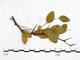 學名:Phakopsora ziziphi-vulgaris
