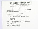ǦW:Phragmidium tuberculatum
