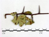 學名:Gymnosporangium asiaticum