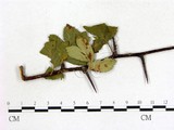 學名:Gymnosporangium asiaticum