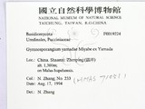 ǦW:Gymnosporangium yamadae