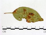 學名:Gymnosporangium yamadae