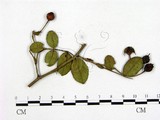 學名:Phragmidium rosae-multiflorae
