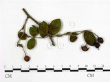 學名:Phragmidium rosae-multiflorae