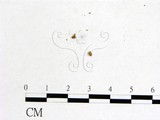 學名:Dicephalospora rufocornea