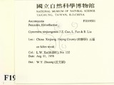 ǦW:Gyromitra xinjiangensis