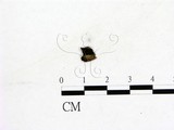學名:Gyromitra xinjiangensis