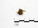 學名:Helvella albella