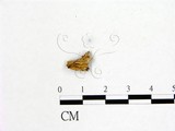 學名:Helvella crispa