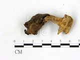 學名:Helvella infula