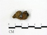 學名:Helvella infula