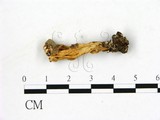 學名:Helvella lacunosa