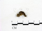 學名:Helvella leucomelaena