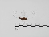 學名:Suillus granulatus
