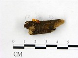 學名:Dicephalospora rufocornea