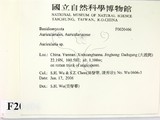 ǦW:Auricularia sp.