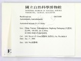 ǦW:Auricularia delicata