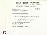 ǦW:Exobasidium japonicum