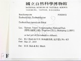 ǦW:Exobasidium japonicum