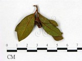 學名:Exobasidium japonicum