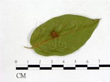 學名:Exobasidium pieridis-ovalifoliae