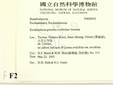 ǦW:Exobasidium pieridis-ovalifoliae
