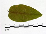 學名:Exobasidium pieridis-ovalifoliae