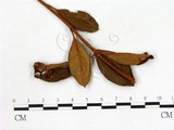 學名:Exobasidium japonicum