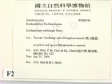 ǦW:Exobasidium yoshinagai