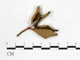 學名:Exobasidium yoshinagai