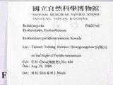ǦW:Exobasidium pieridis-taiwanense