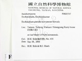 ǦW:Exobasidium pieridis-taiwanense