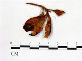 學名:Exobasidium pieridis-taiwanense