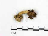 學名:Helvella crispa